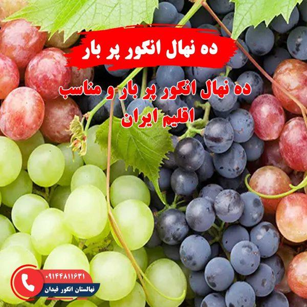 ده نهال انگور پربار با باردهی بالا و کیفیت عالی