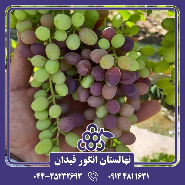 نهال انگور ترکمن 4 با دانه‌های درشت، رنگ قرمز تیره و طعمی شیرین و خوشمزه