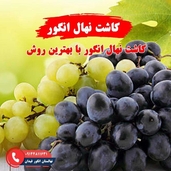 راهنمای کاشت نهال انگور برای رشد بهینه و برداشت با کیفیت