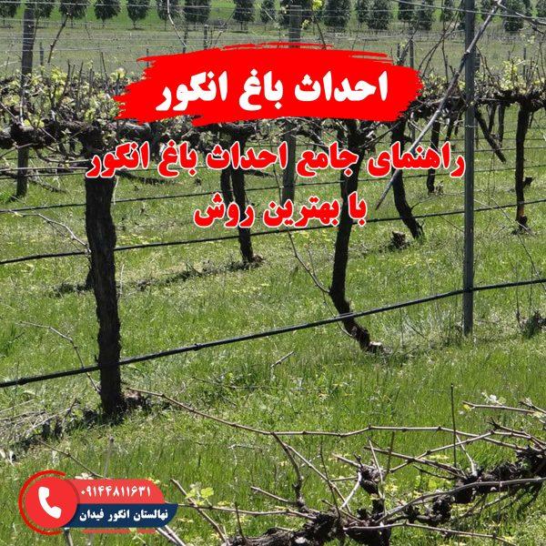 راهنمای احداث باغ انگور برای کشت بهینه و افزایش سوددهی