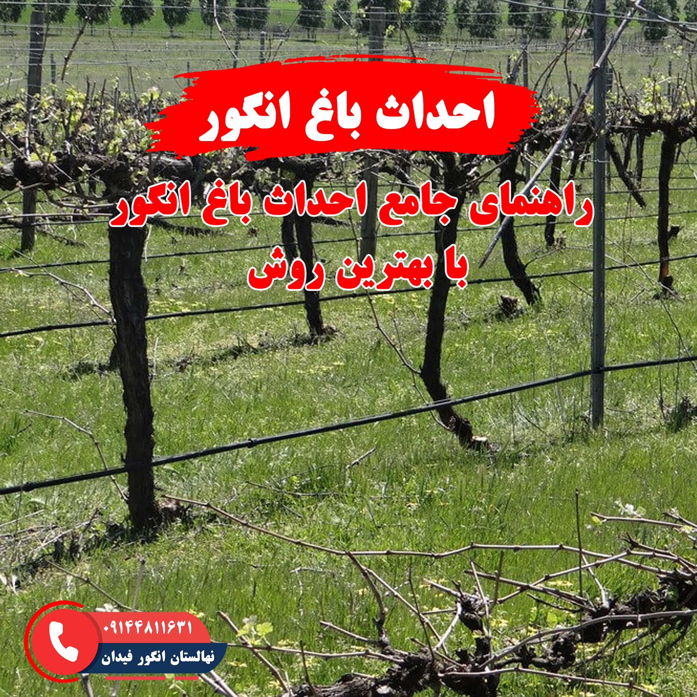 راهنمای احداث باغ انگور برای کشت بهینه و افزایش سوددهی