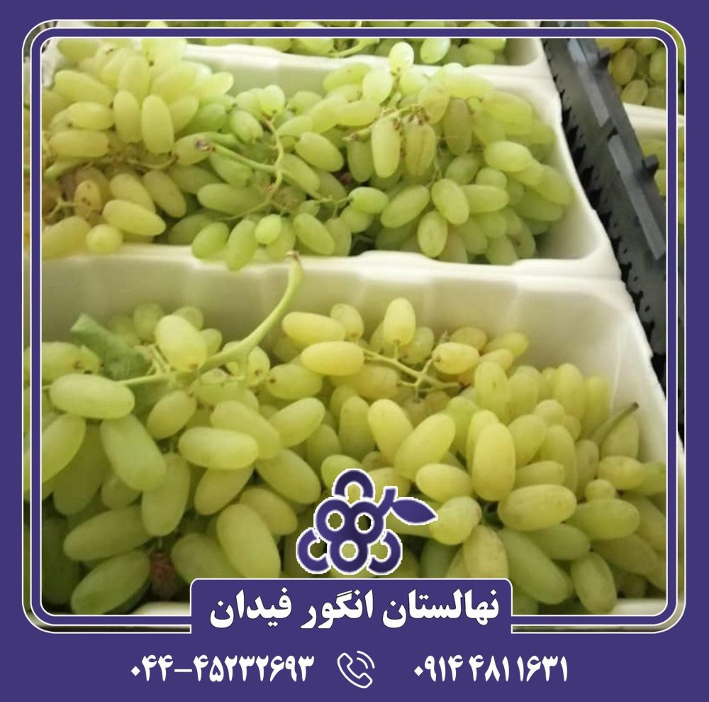 نهال انگور حسینی - Image 4