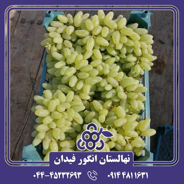 نهال انگور حسینی با دانه‌های درشت و رنگ قرمز تیره