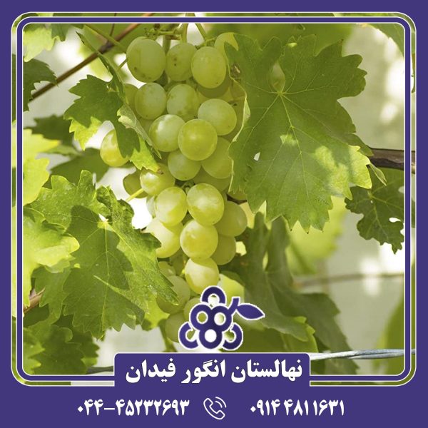 نهال انگور دیزماری با دانه‌های درشت، رنگ قرمز یاقوتی و طعمی شیرین و ملایم