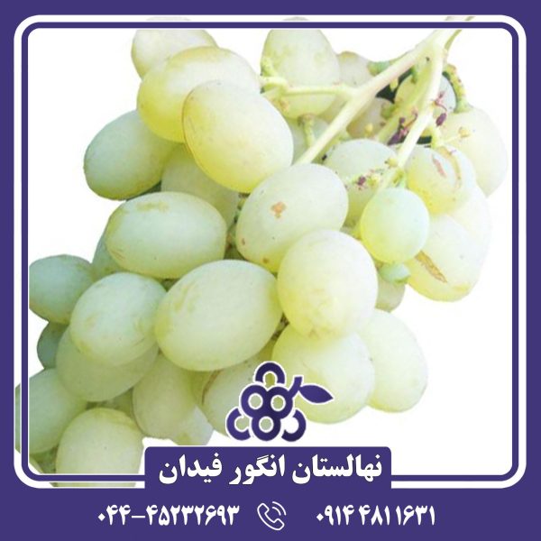 نهال انگور دیزماری با دانه‌های درشت، رنگ قرمز یاقوتی و طعمی شیرین و ملایم