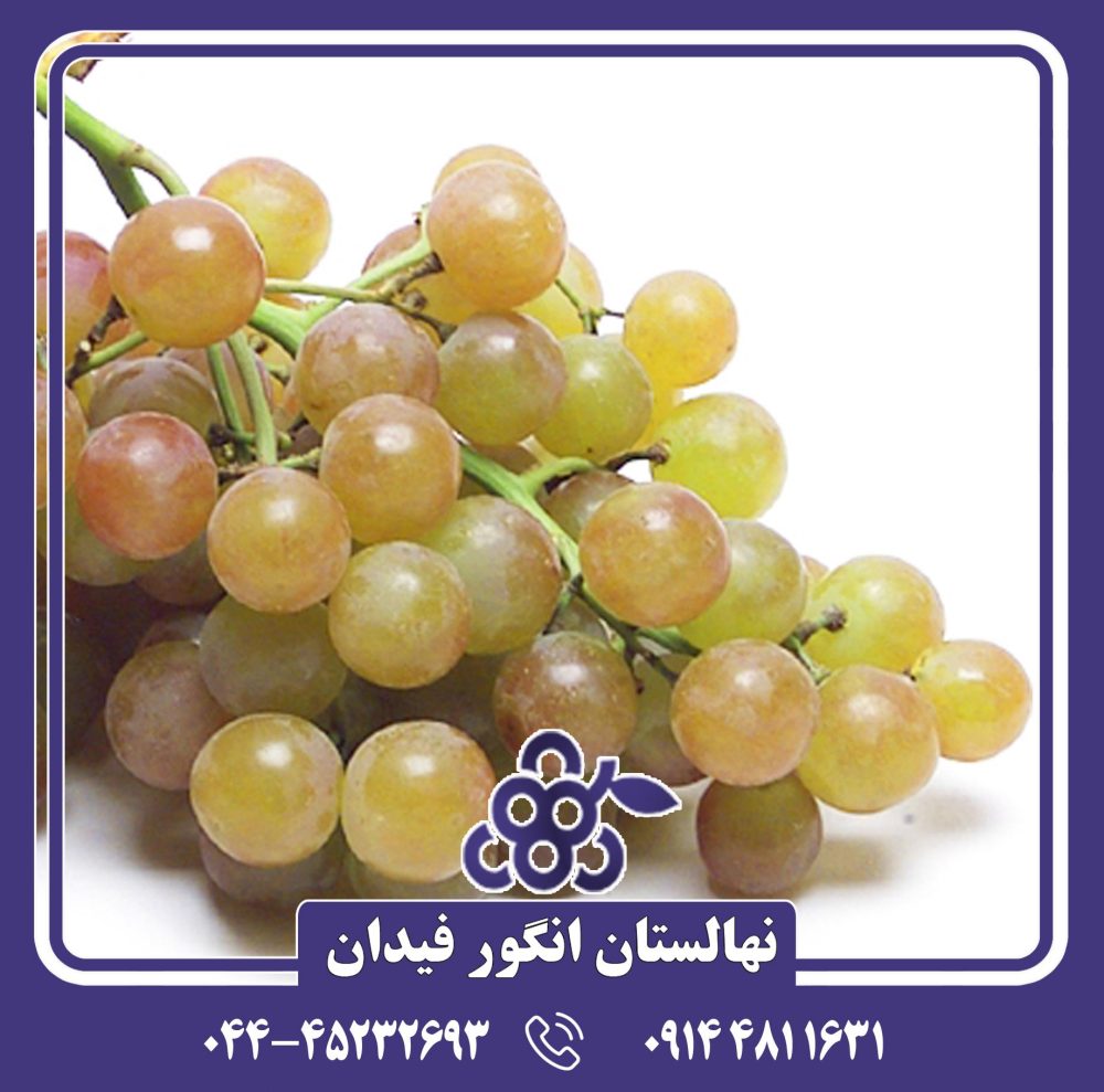 نهال انگور رازقی - Image 2