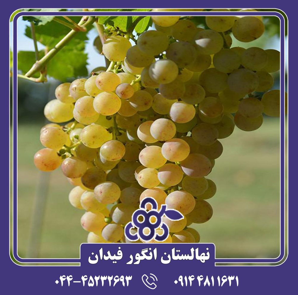 نهال انگور رازقی - Image 3