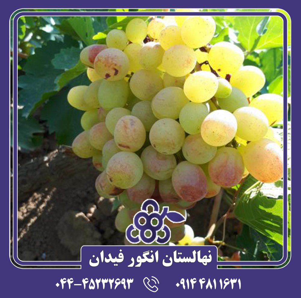نهال انگور رازقی - Image 4