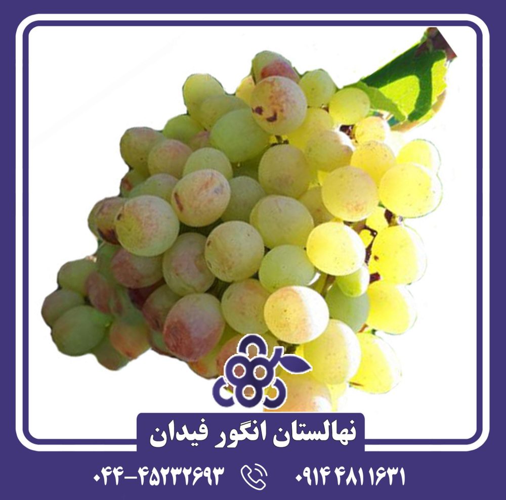 نهال انگور رازقی