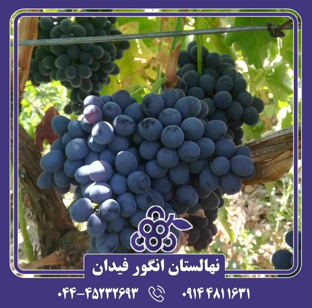 نهال انگور رشه - Image 2