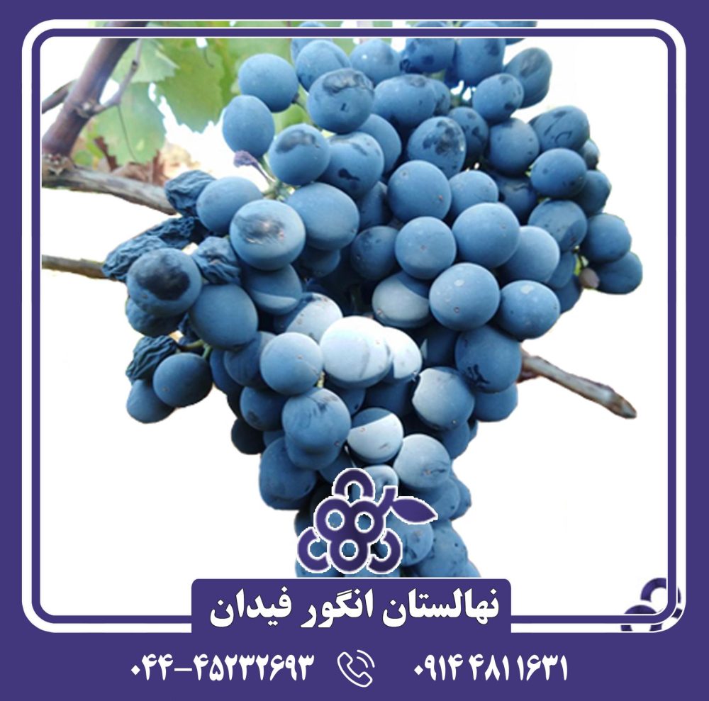 نهال انگور رشه