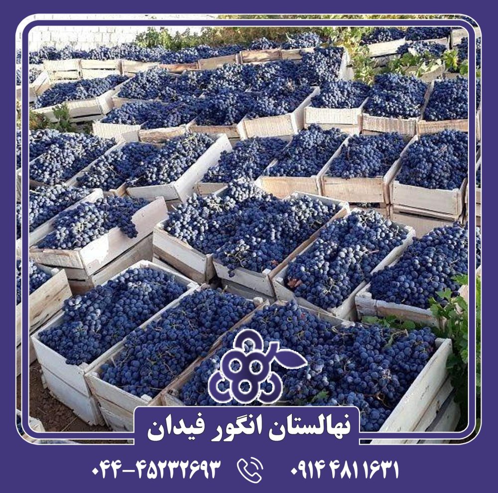نهال انگور رشه - Image 3
