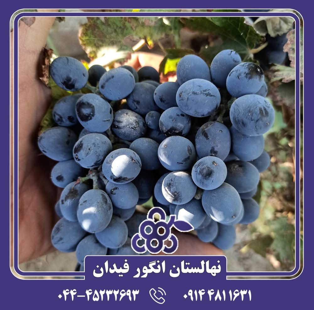 نهال انگور رشه - Image 4