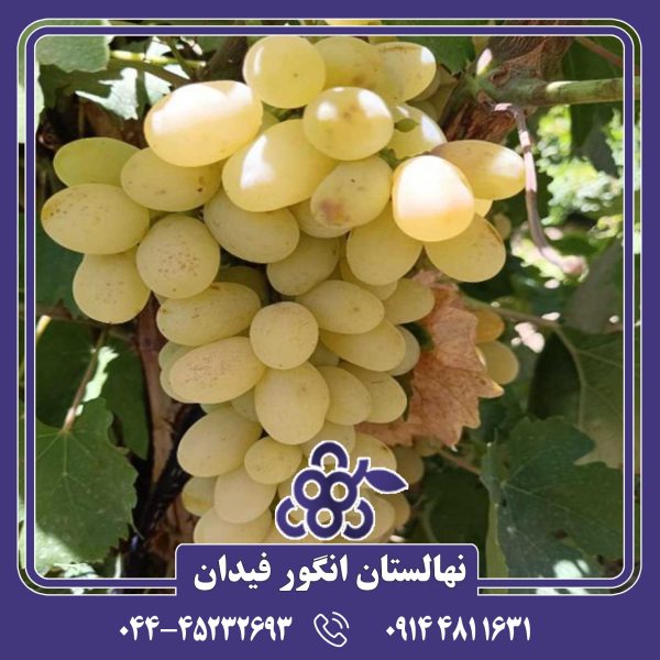 نهال انگور رطبی شیراز با دانه‌های درشت، رنگ قرمز تیره و طعمی شیرین و آبدار