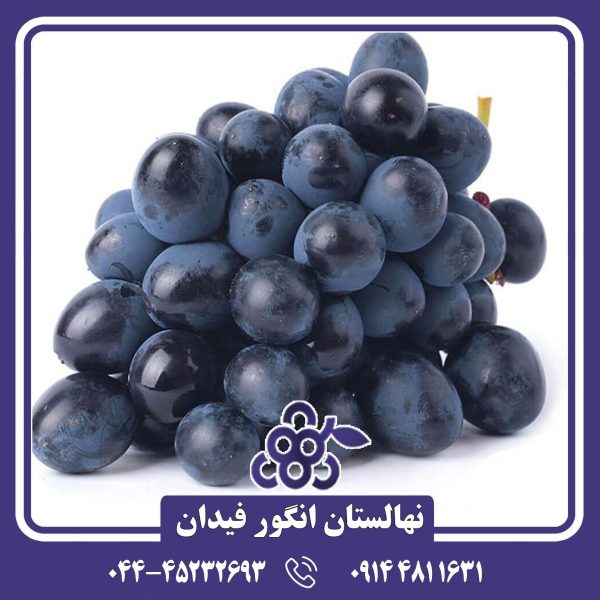نهال انگور رین‌بوز (Rainbows Grape)