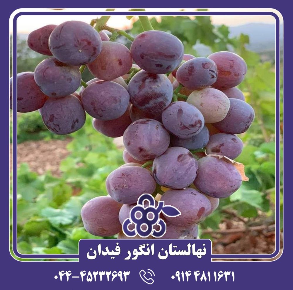 نهال انگور سرقوله - Image 2