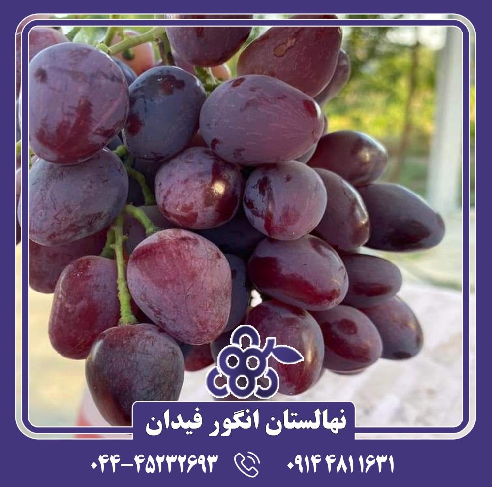 نهال انگور سرقوله - Image 3