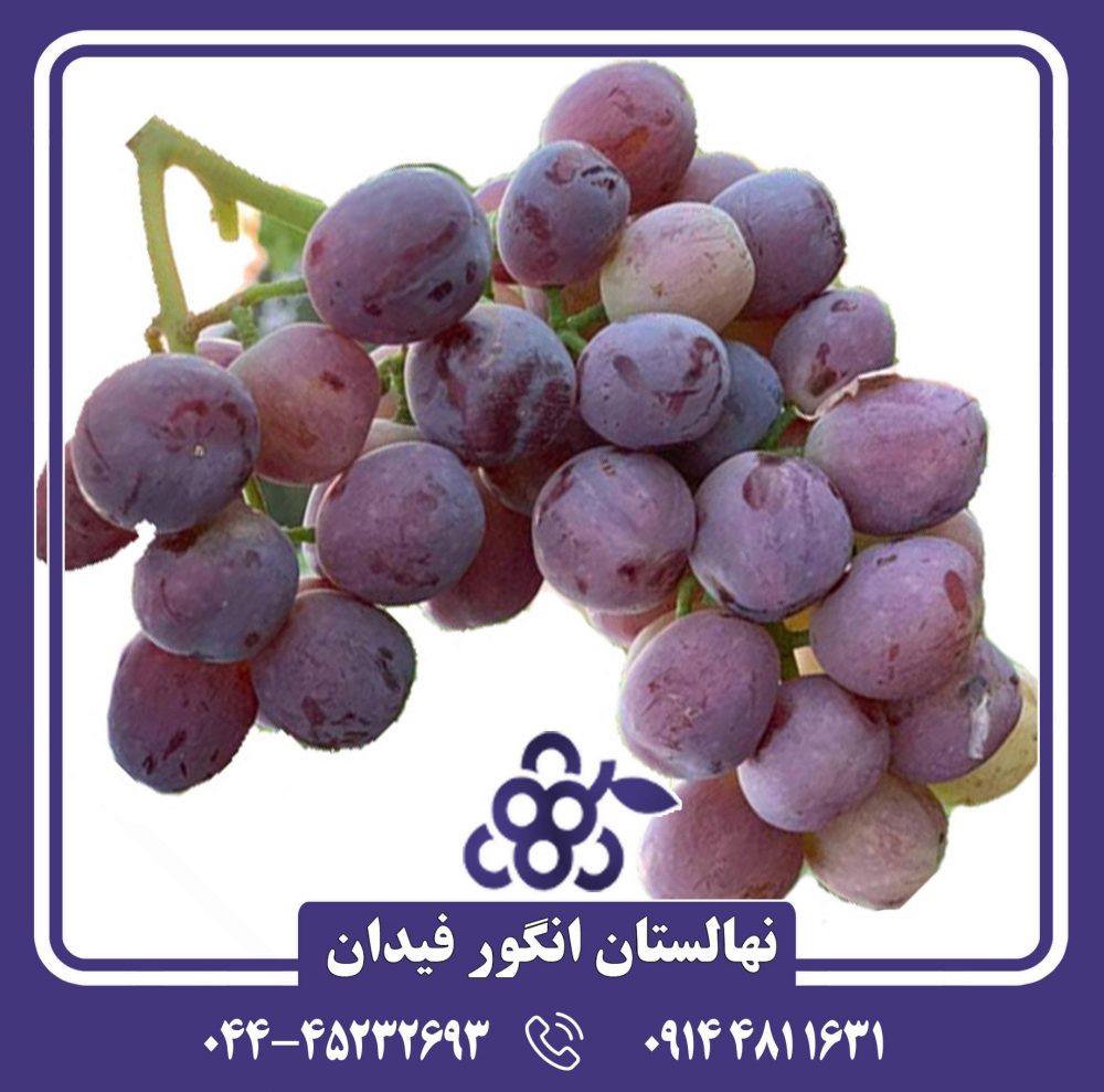 نهال انگور سرقوله
