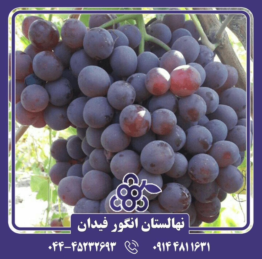 نهال انگور پیکانی سیاه - Image 4