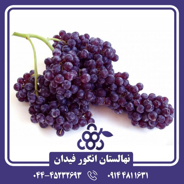 نهال انگور شامپاین با دانه‌های ریز، رنگ تیره و طعمی شیرین و متراکم