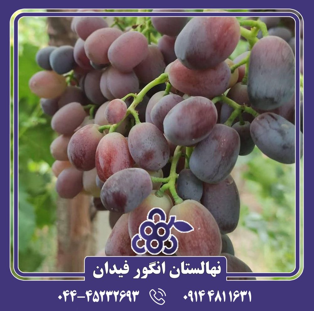 نهال انگور شاه پسند - Image 2