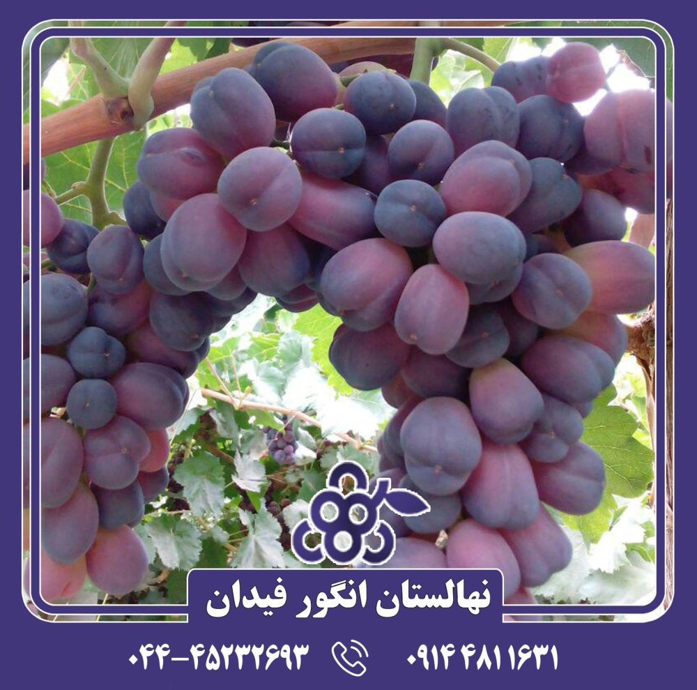 نهال انگور شاه پسند