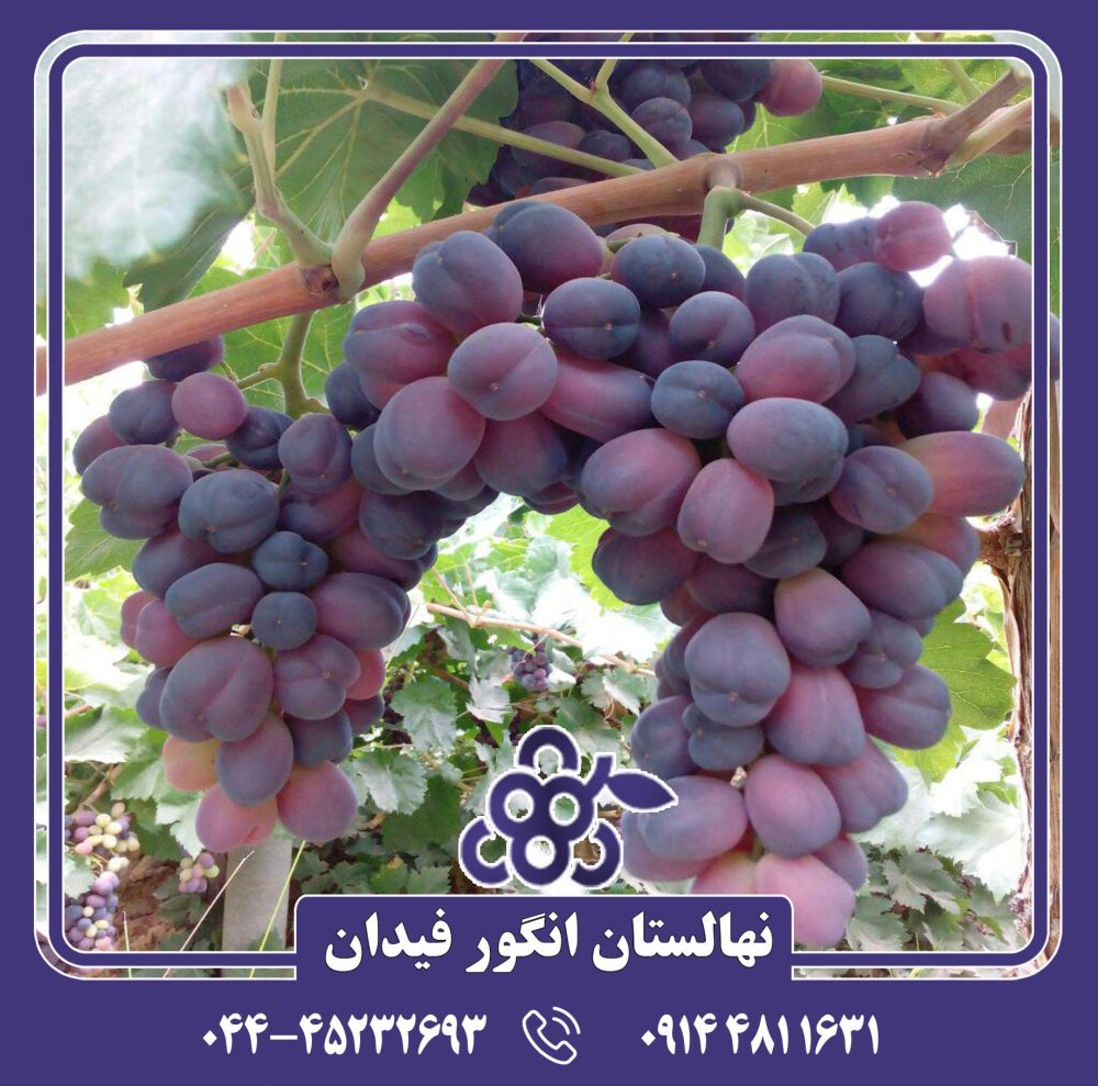 نهال انگور شاه پسند - Image 3