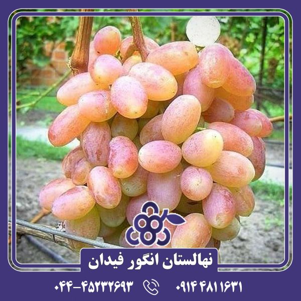 نهال انگور شاهرودی سالم و مقاوم در نهالستان فیدان