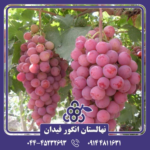 نهال انگور عسگری قرمز با دانه‌های درشت، رنگ قرمز جذاب و طعمی شیرین و آبدار