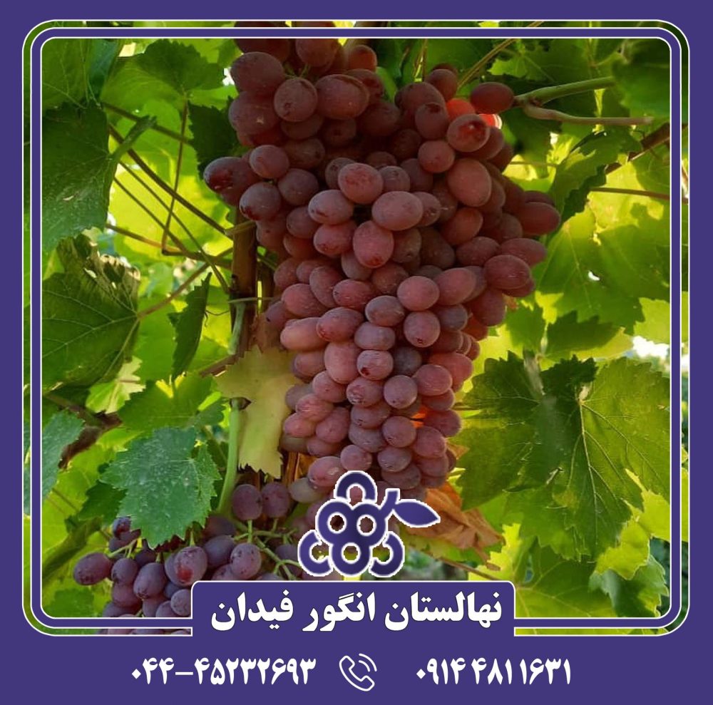 نهال انگور قرمز بی دانه - Image 2