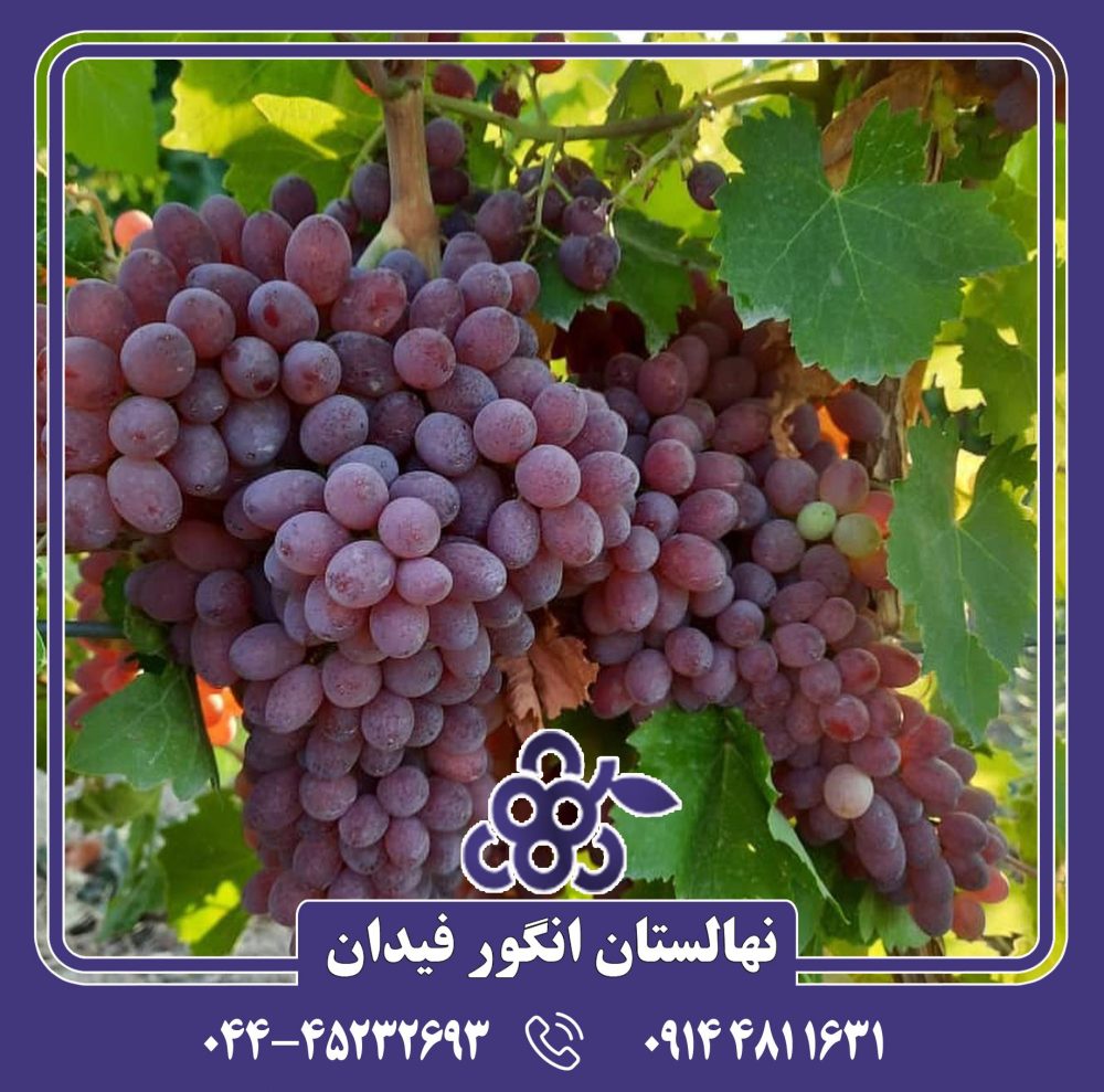 نهال انگور قرمز بی دانه - Image 3