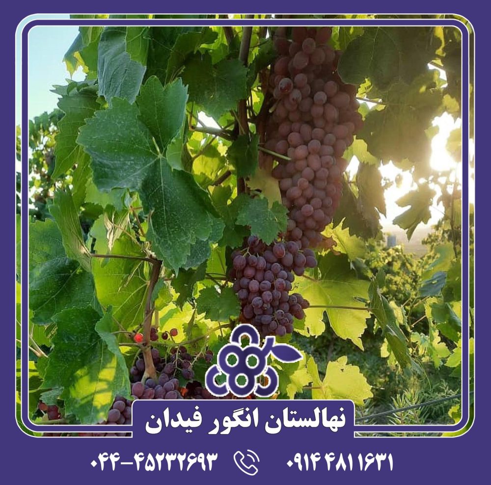 نهال انگور قرمز بی دانه - Image 4