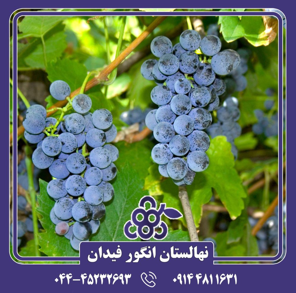 نهال انگور لابروسکا - Image 2