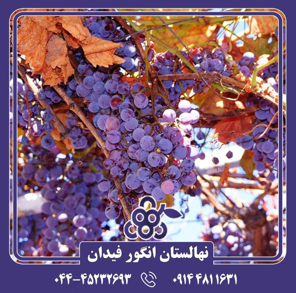 نهال انگور لابروسکا - Image 3