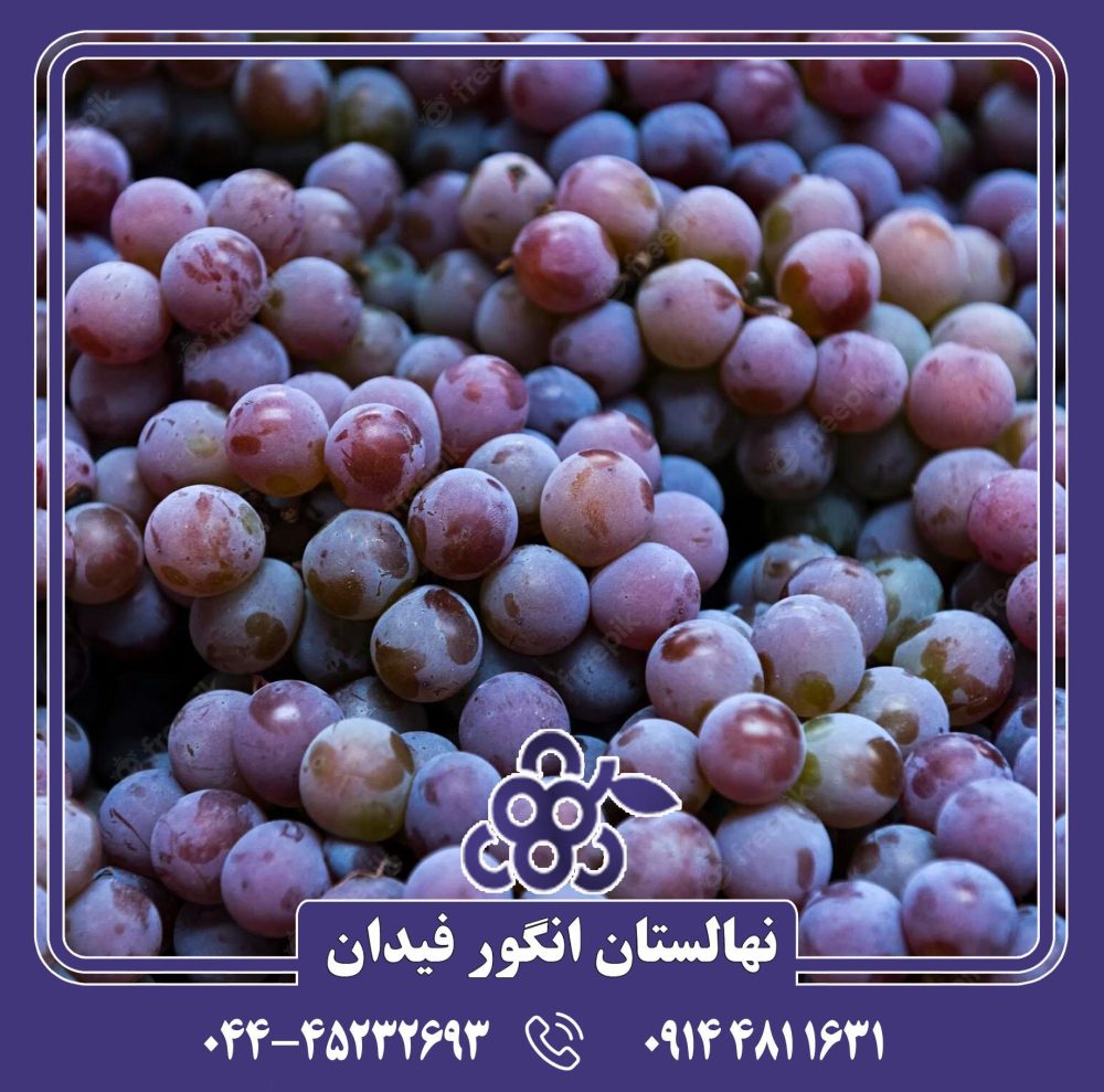 نهال انگور لابروسکا - Image 4