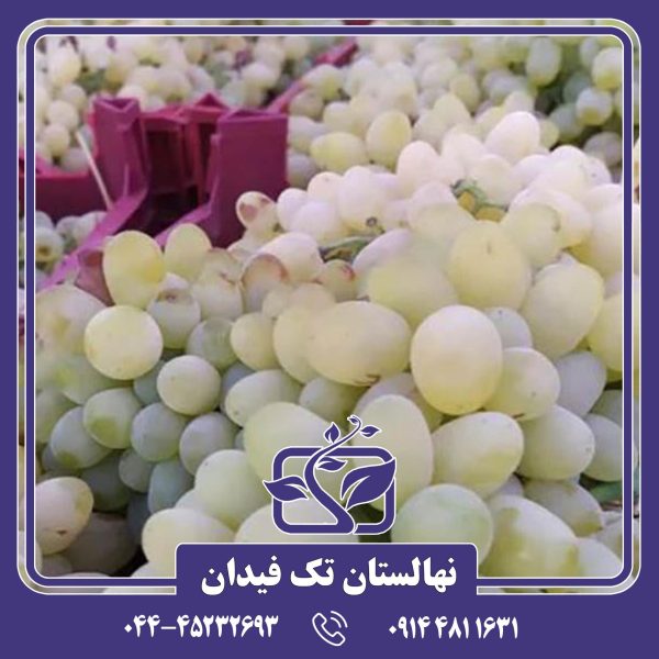 نهال انگور مهدیخانی با باردهی بالا و طعم ممتاز