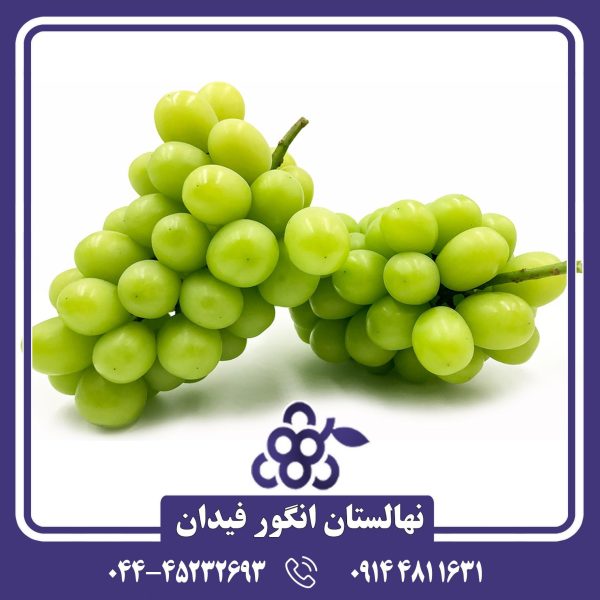 نهال انگور موسکات ژاپنی با دانه‌های درشت و طعمی شیرین و معطر