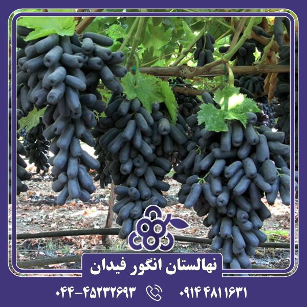 نهال انگور موندراپ با دانه‌های درشت، رنگ قرمز یا بنفش و طعمی شیرین و آبدار
