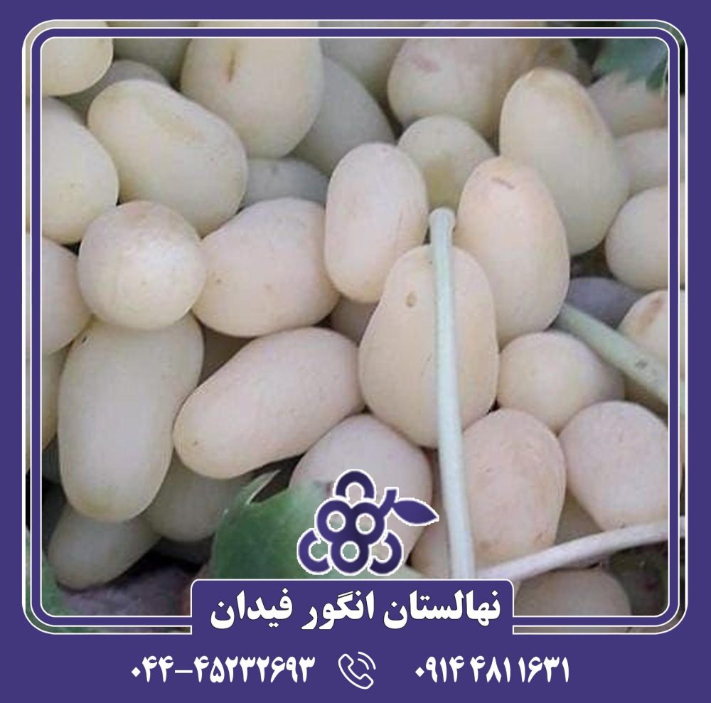 نهال انگور میش پستان - Image 2