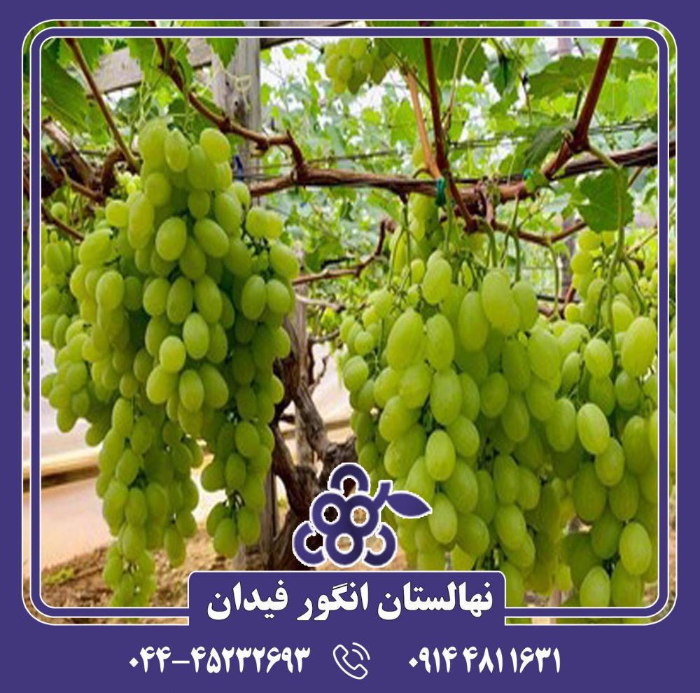 نهال انگور میش پستان - Image 3