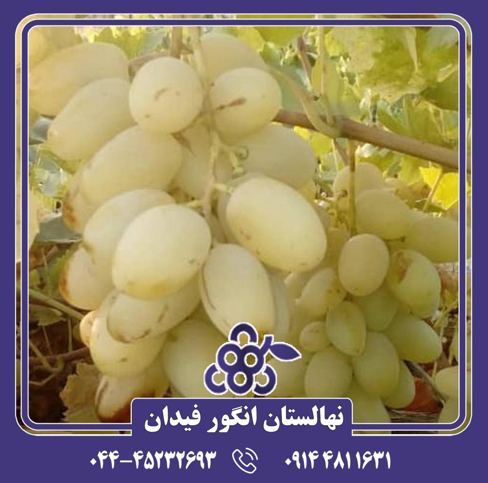 نهال انگور میش پستان