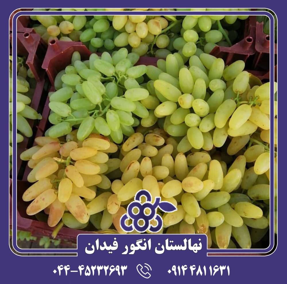 نهال انگور پیکانی سفید - Image 2