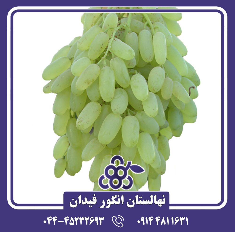 نهال انگور پیکانی سفید