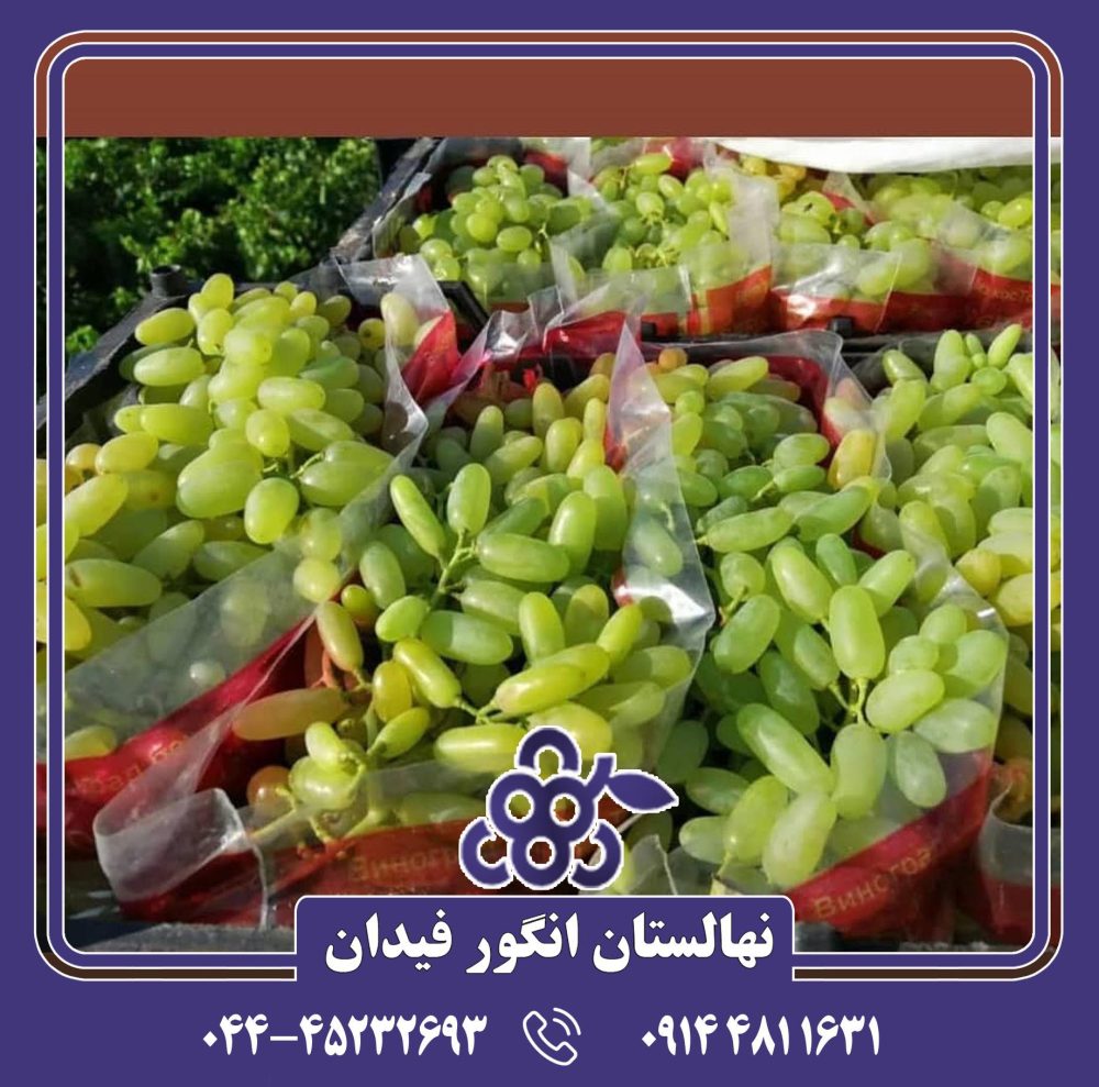 نهال انگور پیکانی سفید - Image 3