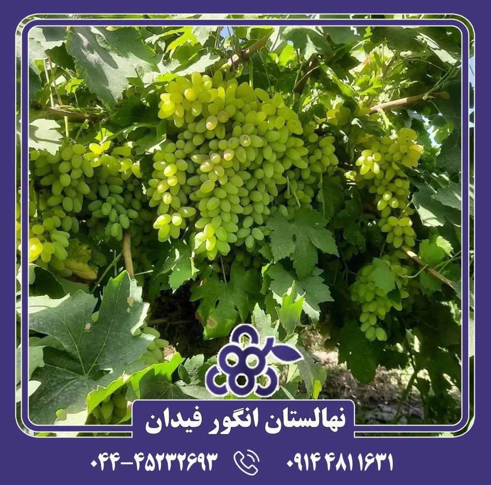 نهال انگور پیکانی سفید - Image 4