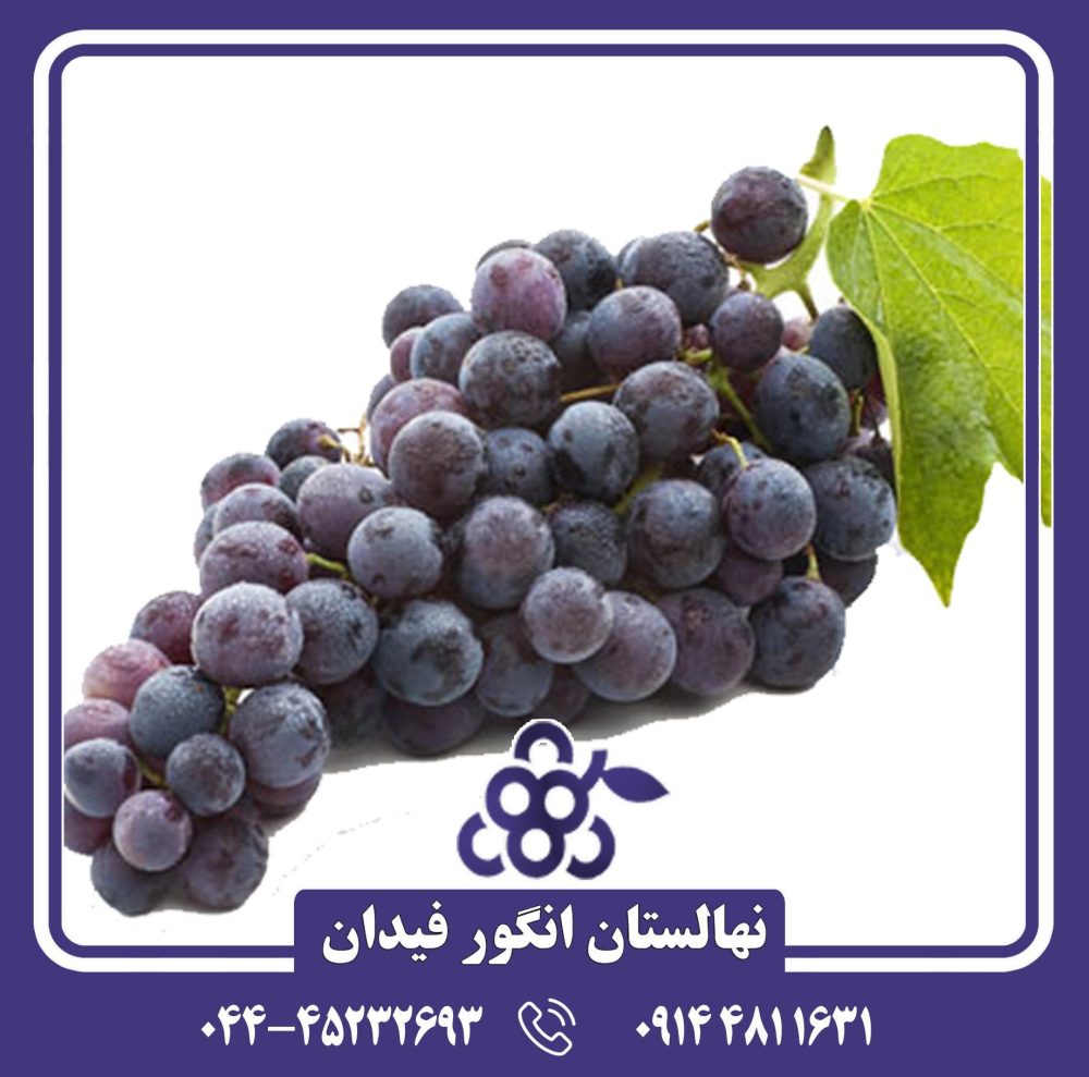 نهال انگور پیکانی سیاه