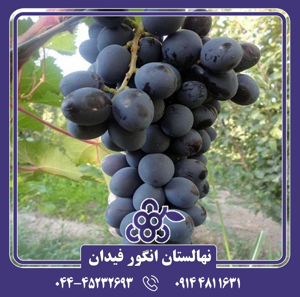 نهال انگور پیکانی سیاه - Image 3