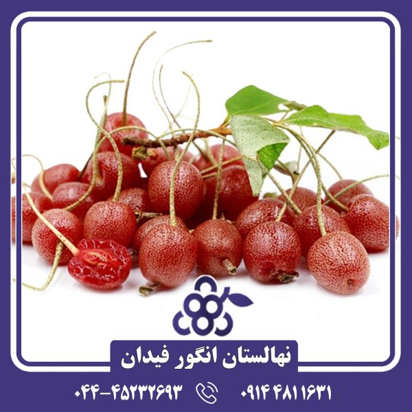 نهال انگور ژاپنی با دانه‌های درشت، پوست نازک و طعمی شیرین و معطر