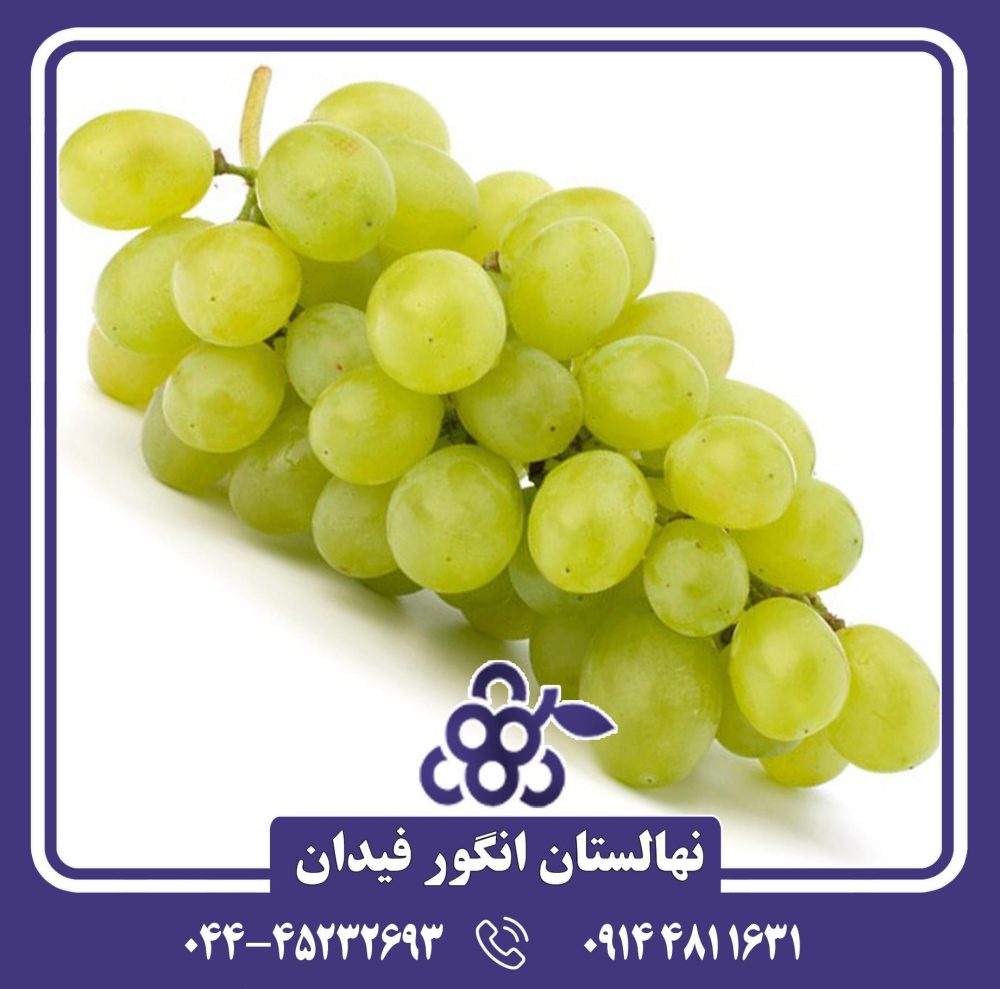 نهال انگور شوگر وان - Image 2