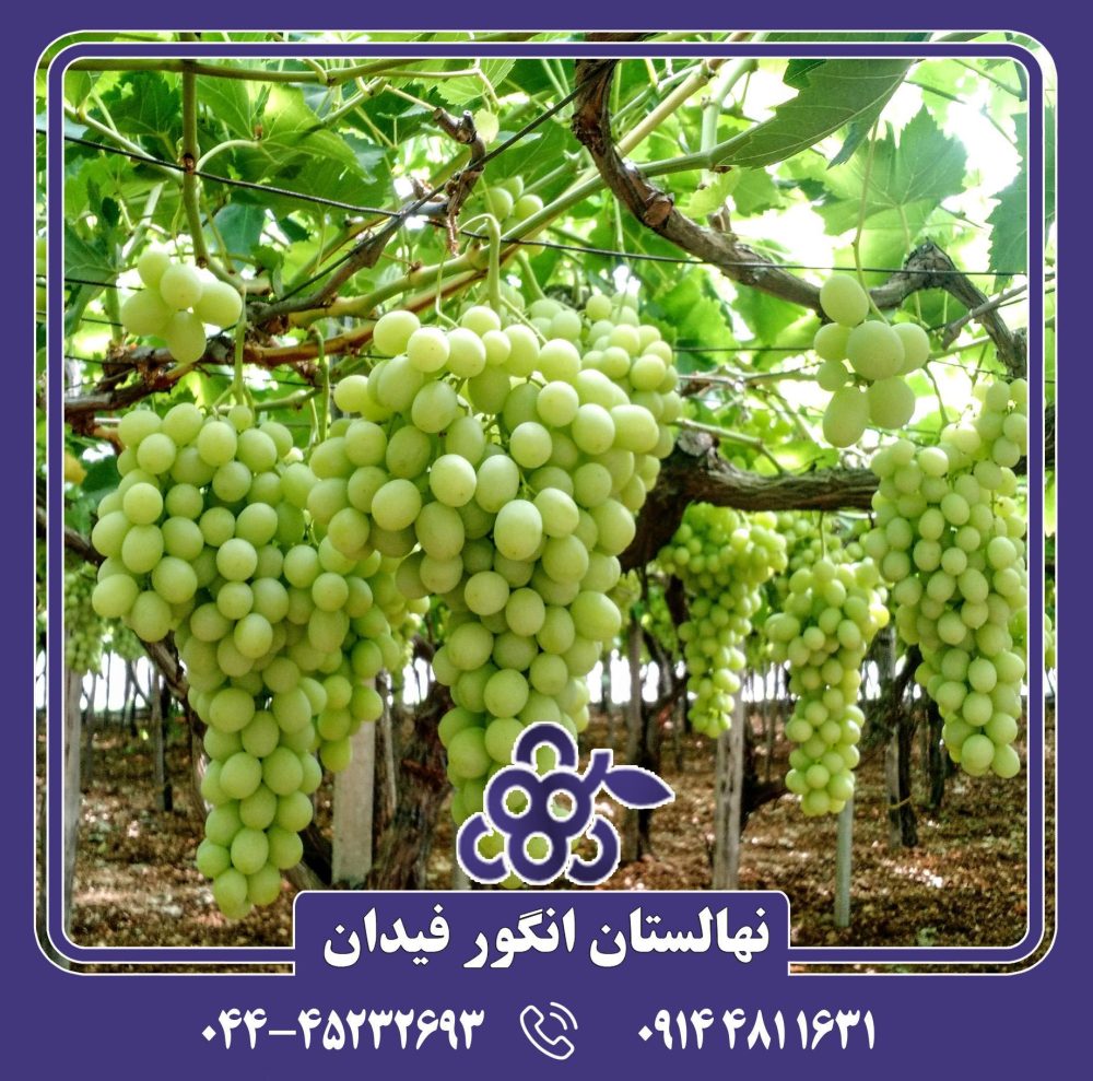 نهال انگور شوگر وان - Image 3